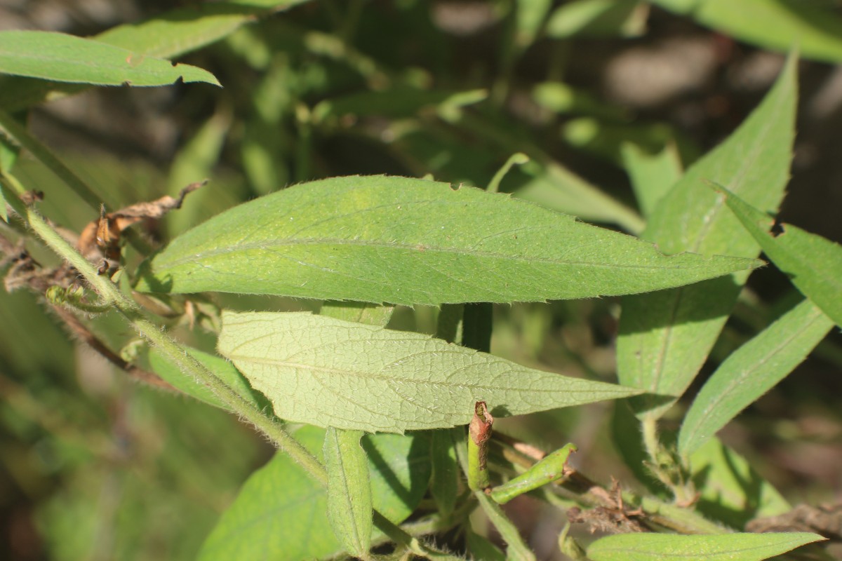 Tragia involucrata L.